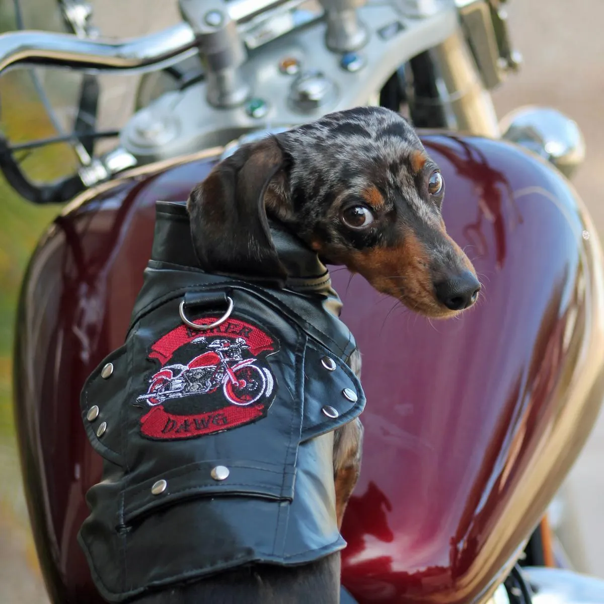 Biker Dawg Motorcycle Dog Coat Black